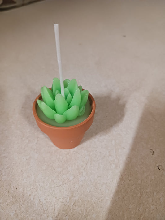 Wax Melts